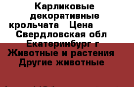 Карликовые декоративные крольчата › Цена ­ 900 - Свердловская обл., Екатеринбург г. Животные и растения » Другие животные   